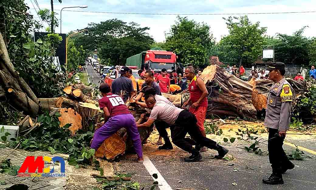 Evakuasi Pohon Tumbang Berlangsung Cepat, Arus Lalin Di Ngawi Kembali Lancar Mdn