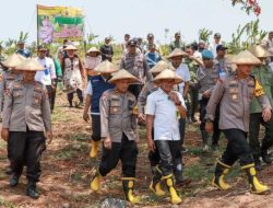 Wujudkan Swasembada Pangan, Polres Jombang Tanam Jagung di Lahan Kosong