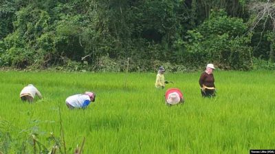 Mentan Targetkan Pdb Sektor Pertanian 4,81 Persen Pada 2029