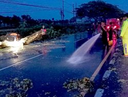 Polsek Babat Jajaran Polres Lamongan Sigap Evakuasi Pohon Tumbang Akibat Hujan Deras di Beberapa Wilayah