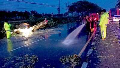 Polsek Babat Jajaran Polres Lamongan Sigap Evakuasi Pohon Tumbang Akibat Hujan Deras Di Beberapa Wilayah