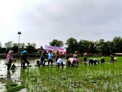 Anggota Polsek Sekaran Giat Tanam Padi MT 1 THn. 2024-2025 Bersama Kelompok Tani Sekar Gading lll