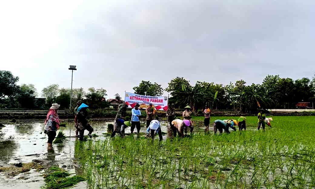 Anggota Polsek Sekaran Giat Tanam Padi Mt 1 Thn. 2024 2025 Bersama Kelompok Tani Sekar Gading