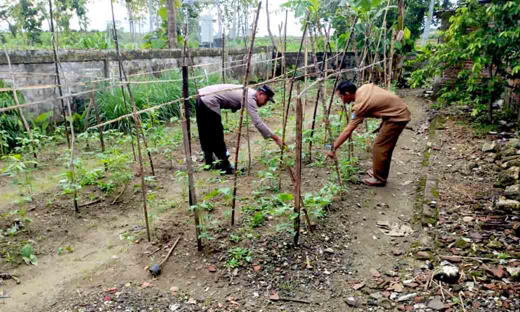 Bhabinkamtibmas Desa Songgowareng Galakkan Penanaman Tanaman Pangan Bergizi Untuk Ketahanan Pangan Nasional