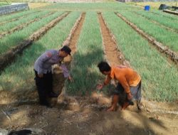 Bhabinkamtibmas Desa Bulubrangsi Memberikan Edukasi Kepada Kelompok Tani