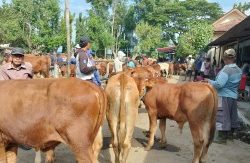 Vaksin PMK Sudah Expired, Peternak Harus Vaksin Mandiri Ke Dokter Hewanp