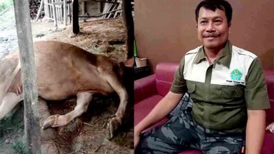 Kasus Pmk Kembali Merebak, Dinas Perikanan Dan Peternakan Ngawi 2