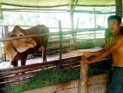 Kasus Penyakit Mulut dan Kuku (PMK) di Kabupaten Ngawi: Warga Peternak Harapkan Bantuan Pemerintah