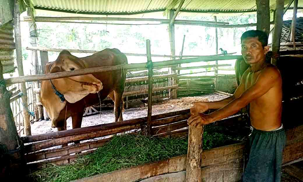 Kasus Pmk Kembali Muncul Di Ngawi, Belasan Sapi Mati Terinfeksi