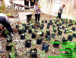 Polsek Babat Bersiap Dukung Ketahanan Pangan Lakukan Untuk Penanaman Bibit Pepaya