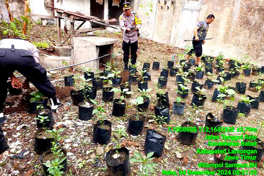 Polsek Babat Bersiap Dukung Ketahanan Pangan Lakukan Untuk Penanaman Bibit Pepaya