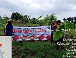 Guna Mendukung Ketahanan Pangan Anggota Polsek Laren Melaksanakan Pemeliharaan Tanaman Pangan Bersama Warga