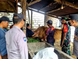 Antisipasi Penyebaran Penyakit Mulut dan Kuku (PMK) Hewan Ternak di Wilayah Hukum Polsek Babat