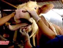 Penyebaran PMK Tak Terkendali, Dua Pasar Hewan di Lamongan Tetap Ditutup