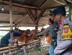 Personel Polsek Gampengrejo, melaksanakan pendampingan pemberian vaksinasi yang dilakukan oleh tenaga kesehatan. Kegiatan vaksin kepada hewan ternak ini dilaksanakan di Desa Turus Kecamatan Gampengrejo Kabupaten Kediri