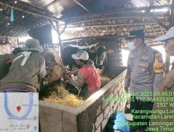 Kapolsek Laren Bersama Anggota Melaksanakan Pendampingan Vaksinasi PMK Bersama Dinas Peternakan Kabupaten Lamongan