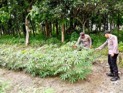 Monitoring P2B Dilahan Pekarangan Warga di Desa Puncak Wangi Dalam Rangka Dukung Swasembada Pangan