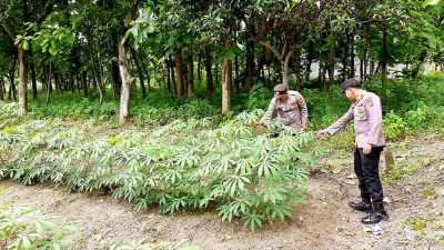 Monitoring P2B Dilahan Pekarangan Warga di Desa Puncak Wangi Dalam Rangka Dukung Swasembada Pangan