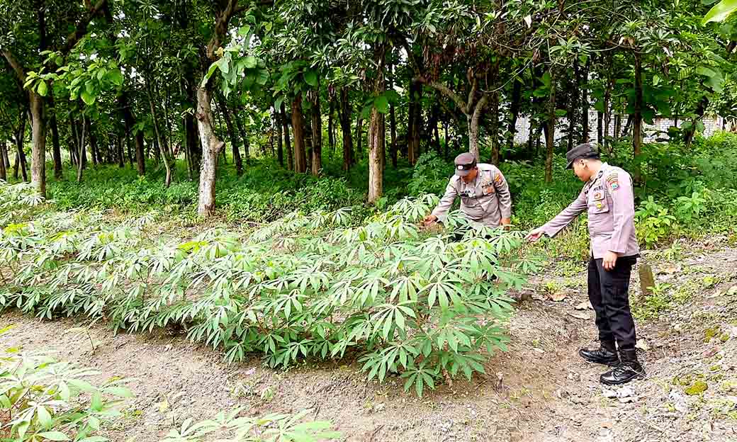 Monitoring P2b Dilahan Pekarangan Warga Di Desa Puncak Wangi Dalam Rangka Dukung Swasembada Pangan