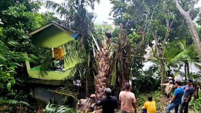 Pohon Tumbang Rusaki Dua Rumah Di Tarakan