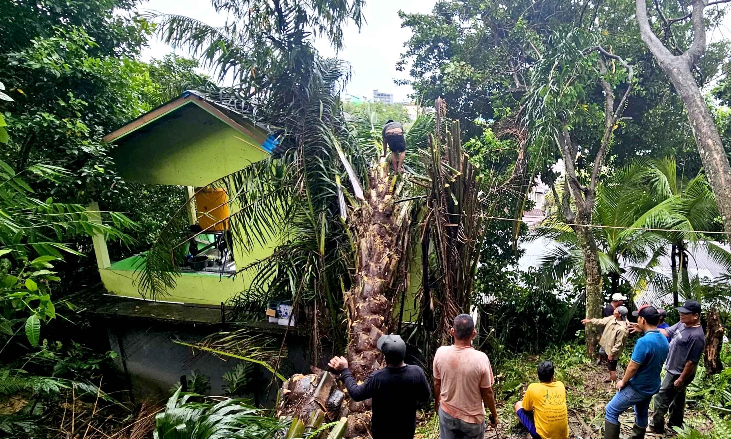 Pohon Tumbang Rusaki Dua Rumah Di Tarakan