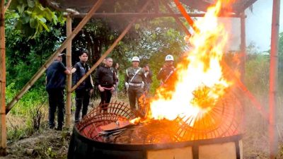 Polres Lamongan Dan Tni Ad Bakar Arena Sabung Ayam Di Tengah Sawah 1