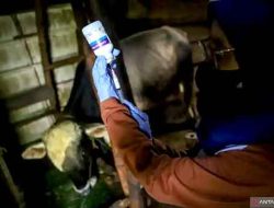 Ribuan Sapi di Lamongan Divaksin PMK Demi Kesehatan dan Keamanan Ternak