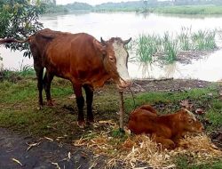 Bengawan Solo Meluap, Kabupaten Ngawi Terendam Banjir: Puluhan Rumah Terendam dan Ternak Terseret Arus