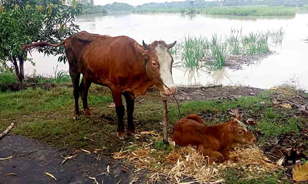 Seekor Sapi Bunting Milik Warga Papungan Hilang Terseret Arus Banjir Bengawan Solo