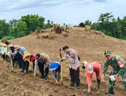 Polresta Banyuwangi Bersama Kelompok Tani Tanam Jagung Serentak Gelorakan Swasembada Pangan