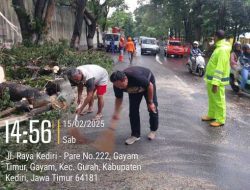 Gerak Cepat, Polisi Bantu Evakuasi Pohon Tumbang di Pinggir Jalan Raya Gurah