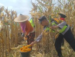 Dorong Produksi Pangan, Pak Bhabin Bantu Petani Bojonegoro Panen Jagung