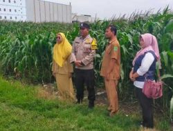 Kolaborasi Polres Pasuruan Kota dan Gapoktan Ubah Lahan Kering 9,7 Hektare Jadi Ladang Jagung yang Subur