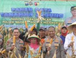 Polres Mojokerto Panen Raya Jagung Hasil Olah Lahan Tidur untuk Ketahanan Pangan