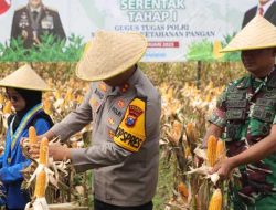 Polres Kediri bersama Pemkab Kediri menggelar panen raya jagung di lahan Perhutani KRPH Jatirejo