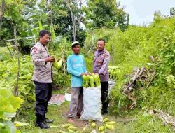 Dukung Program Ketahanan Pangan Polsek Babat Membantu Warga Memanen Terong