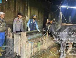 Anggota Polsek Laren Kawal Vaksin Ternak Oleh UPT Dinas Peternakan Kecamatan Laren