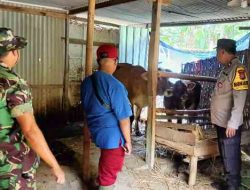 Babinsa Karangjati Bersama Dinas Peternakan Sosialisasi dan Vaksinasi Hewan Ternak Sapi di Desa Sembung untuk Cegah Virus PMK