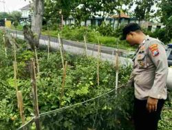 Polsek Babat Terus Melaksanakan Monitoring Ketahanan Pangan di Wilayah Kecamatan Babat