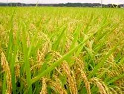 Jelang Ramadhan, Lamongan Surplus Beras untuk Penuhi Kebutuhan Masyarakat