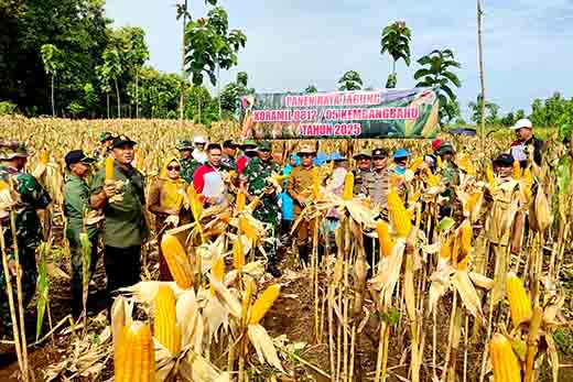 Sukses Gelar Panen Raya Jagung