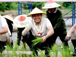 Tanam Padi Bersama : Pemkab Sidoarjo Siap Dukung Program Contract Farming DKI Jakarta Dengan Jatim