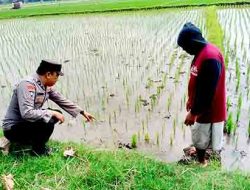 Cegah Penggunaan Jebakan Tikus Beraliran Listrik di Ngawi, Polsek Kwadungan Gelar Patroli