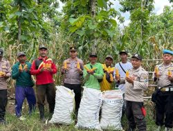 Polisi dan Kelompok Tani Banyuwangi Panen Jagung Wujudkan Ketahanan Pangan