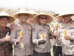 Kapolda Jawa Timur dan Forkopimda Panen Raya Jagung di Prambon Sidoarjo