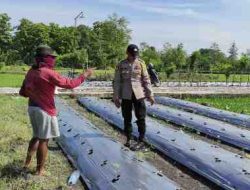 Dukung Asta Cita Polsek Sekaran Lakukan Penanaman Cabai di Pekarangan Warga
