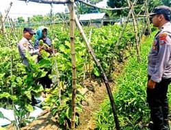 Polsek Babat Monitoring Ketahanan Pangan Asta Cita di Wilayah Kecamatan Babat