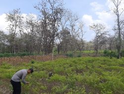 Polsek Laren Aktif Dalam Monitoring Ketahanan Pangan