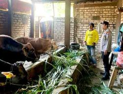 Polsek Laren Giat Monitoring PMK di Peternakan Sapi Desa Laren Kecamatan Laren