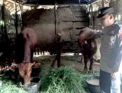 Polsek Rutin Lakukan Pengecekan Hewan Ternak Milik Warga Guna Antisipasi dan Pencegahan PMK